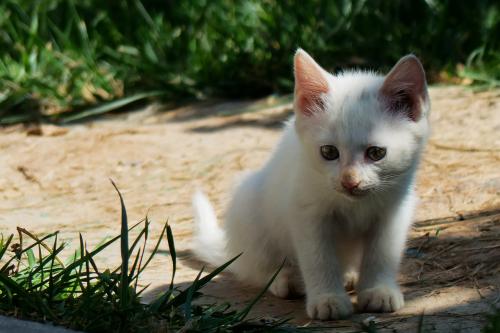 新冠疫情打击美国监狱系统 造成1700多人死亡