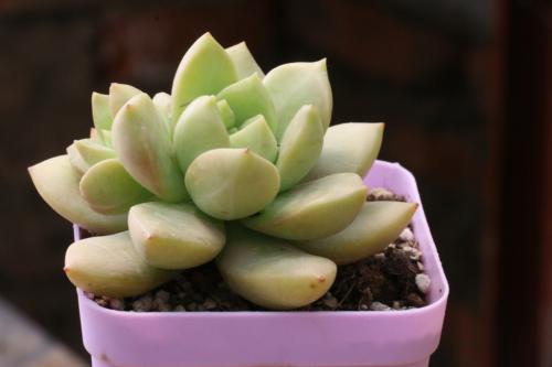 5年后自动驾驶有望在我国部分场景实现规模化应用