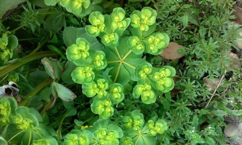 Ñé¹Ïʦ³ÉÍøºì!ÈÕÇÃÎ÷¹Ï3000¸ö ¾«×¼±æ±ðÌð¶Èºñ¶È