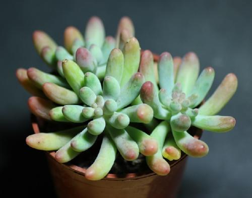 Ö±²¥´ø»õƵ·±·³µÓÀ´¼à¹Ü ÐÐÒµÈçºÎ³¤×ã·¢Õ¹£¿