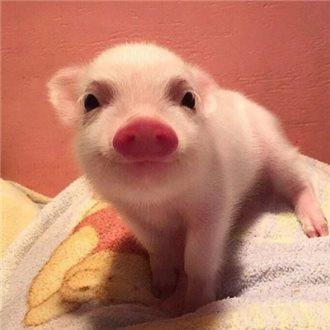 ÍõÒ»²©¸æºÚÇÖȨ°¸½«ÓÚ11Ô¿ªÍ¥