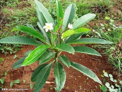 两部门:破解社区足球场地设施建设六大难点问题