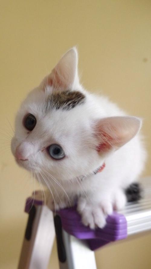 ¡¾Í¼Æ¬ÐÂÎÅ¡¿2025È«ÇòÈ˹¤ÖÇÄÜ+´ó»áÔÚ¾©¾ÙÐÐ