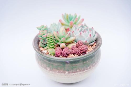 ȫȷ79232555 ֱ¹ڲȾ