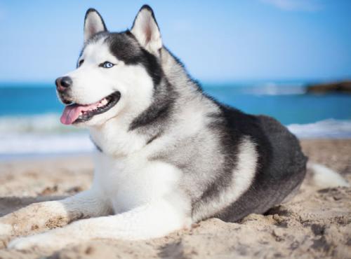 ÉϺ£Êз¢Õ¹ºÍ¸Ä¸ïίԱ»á·¢²¼¡¶¹ØÓÚÃ÷È·ÎÒÊÐÓ¦¼±±¸ÓÃúµç»ú×éÈÝÁ¿µç¼ÛÓйØÊÂÏîµÄ֪ͨ¡·